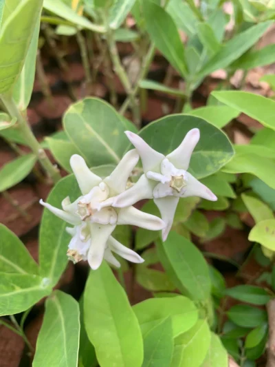 Vellai Erukku Live Plant