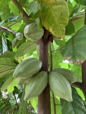 Cocoa Plant - கொக்கோ மரக்கன்று - Theobroma cacao