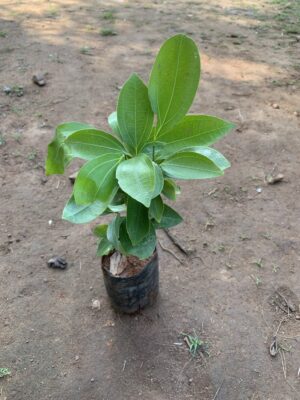 Cinnamon Leaves Tree - இலவங்க இலை - கருவா மர இலை - Lavanga ilai Plant