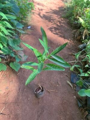 Illuppai Tree Plant - Mahua Plant - Butternut Tree - இலுப்பை மரக்கன்று - Madhuca longifolia - iluppai Maram