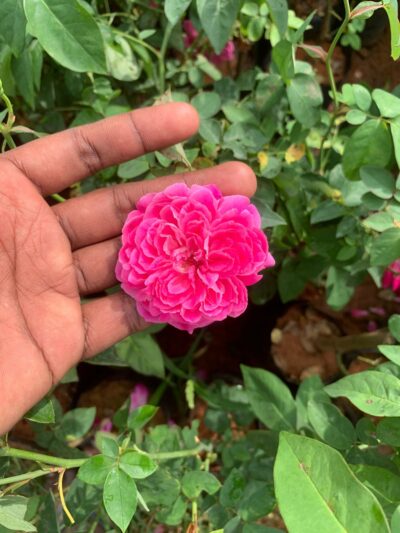 Nattu Rose Plant - Country Rose Plant - Rose Plant - நாட்டு ரோஸ் செடி