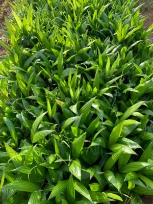 Areca Nut Live Plant