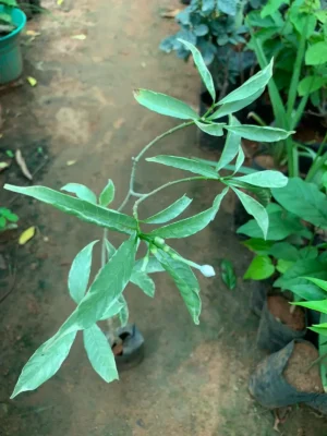 Crepe Jasmine Variegated Plant