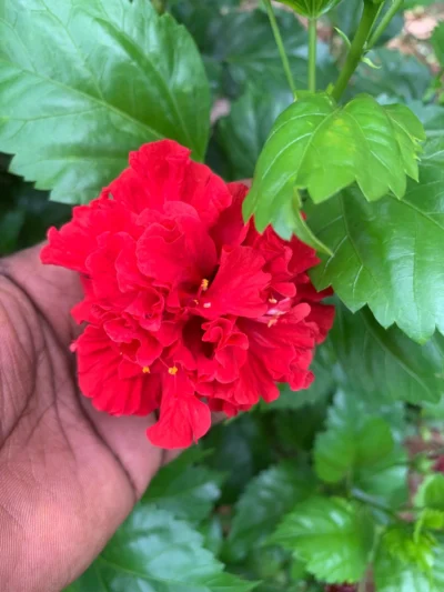 Hibiscus Double Layer Red Colour