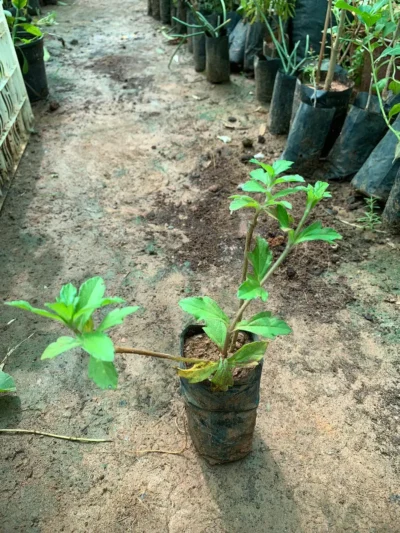 Karisalankanni Keerai Plant