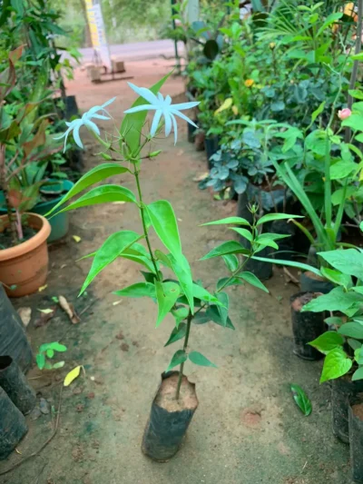 Kerala Jasmine
