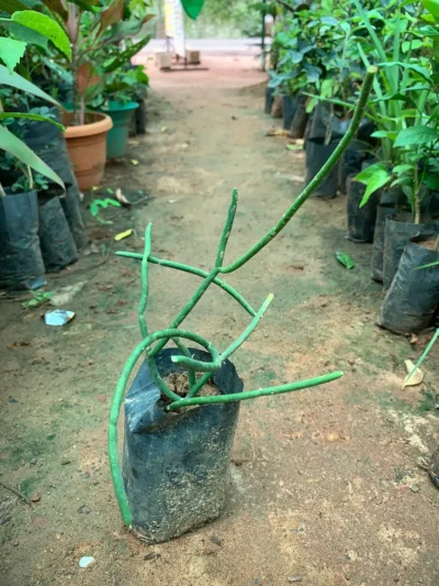 Kodi Kalli Plant