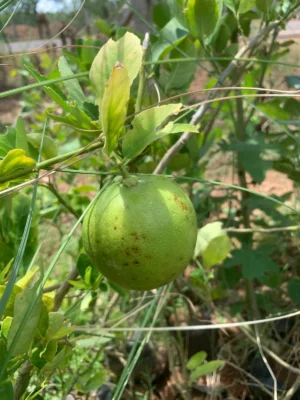 Malta Lemon