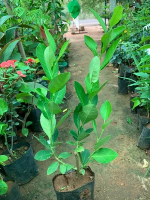 Malta Lemon Plant