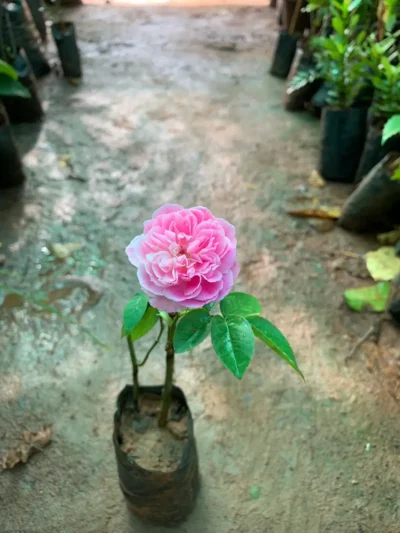 Nattu Rose Plant