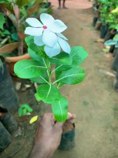 Nithyakalyani Plant - White