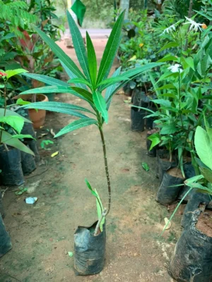 Oleander Red Flower Plant