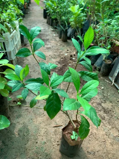 Parijatham Plant