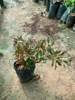 Ponnanganni Keerai Plant