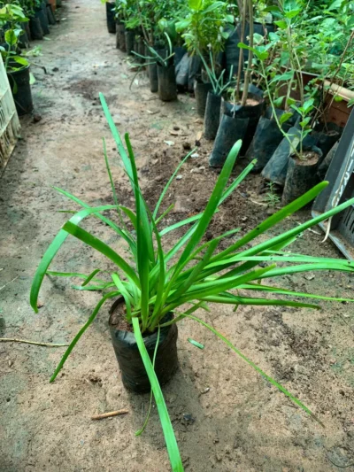 Rain Lily Plant