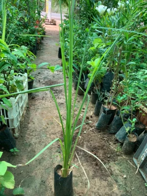 Vetiver Plant