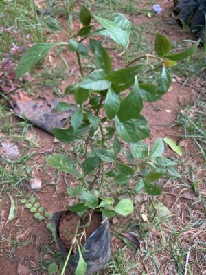 Red Ponnanganni Keerai Plant - சிவப்பு பொன்னாங்கண்ணி கீரை செடி