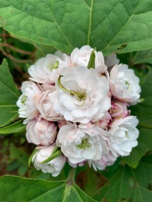 Mysore Malli - Sendu Malli - Clerodendrum Chinese-Clerodendrum phillipinum- மைசூர் மல்லி - செண்டு மல்லி -