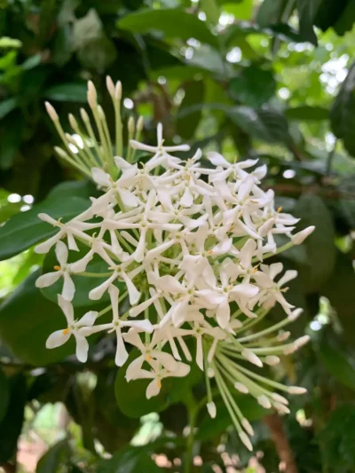 Ixora White Plant