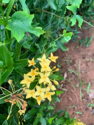 Ixora Yellow Plant