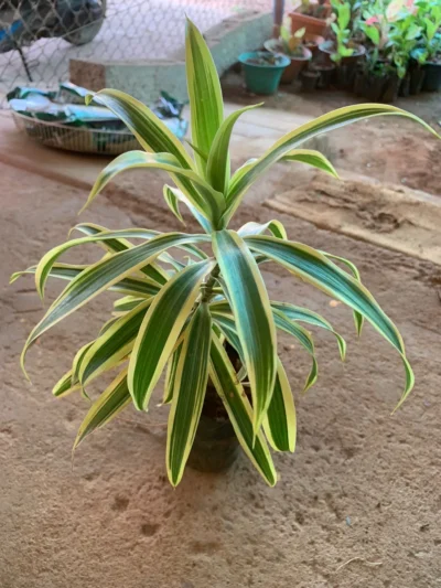 Song of India(Dracaena Reflexa)