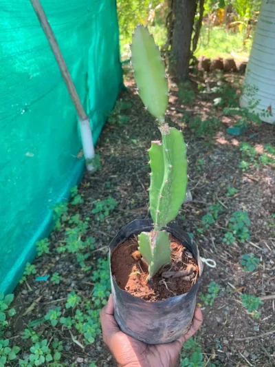 Dragon Fruit Plant Red Color