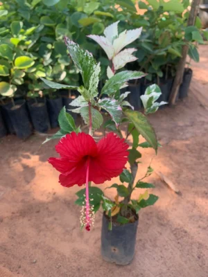 Hibiscus Red Single Layer Variegated Leaves