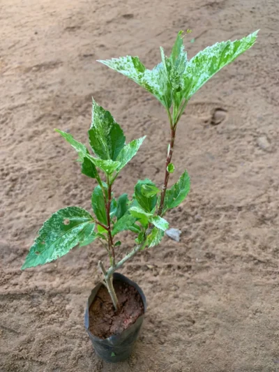 Hibiscus Red Single Layer with Variegated Leaves