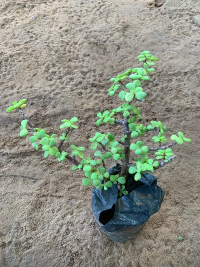 Jade Plant