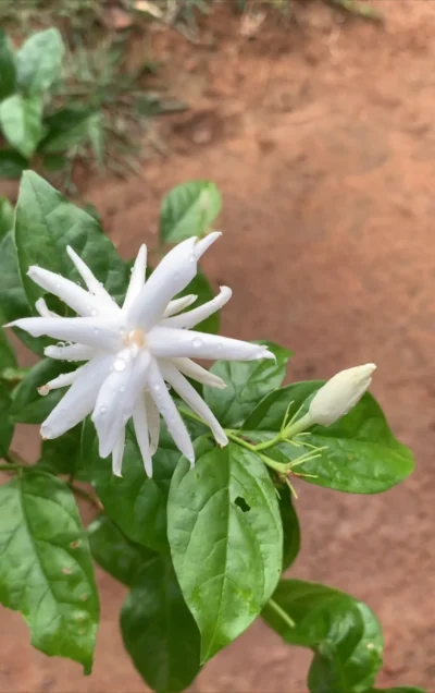 Star Jasmine