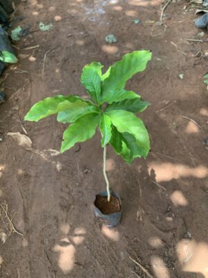 Coffee Plant - Coffea Arabica - காபி செடி