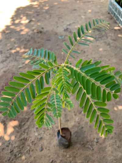 Agathi Keerai Plant