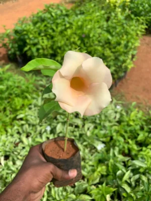 Allamanda Biscuit Plant - All time Flowering Plant