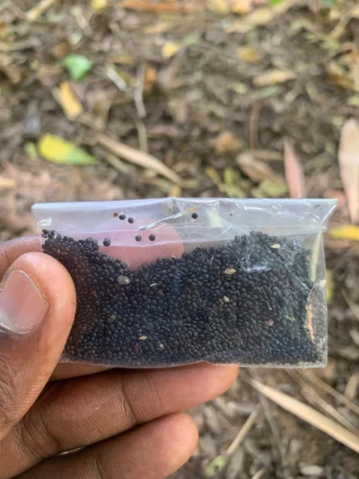 Arai Keerai Seeds