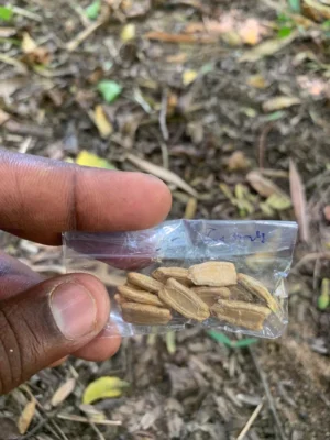 Bottle Gourd Seeds