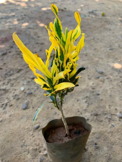 Curly Leave Yellow Croton