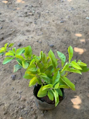 Duranta Erecta