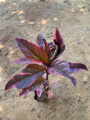 Eranthemum Nigrum