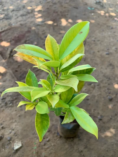 Ficus Panda Plant