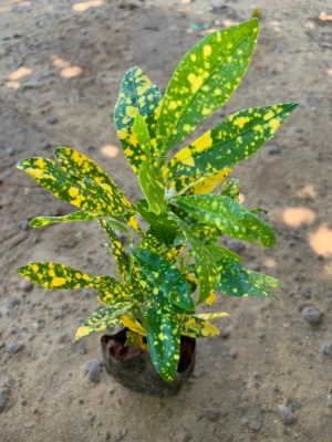 Gold Dust Croton