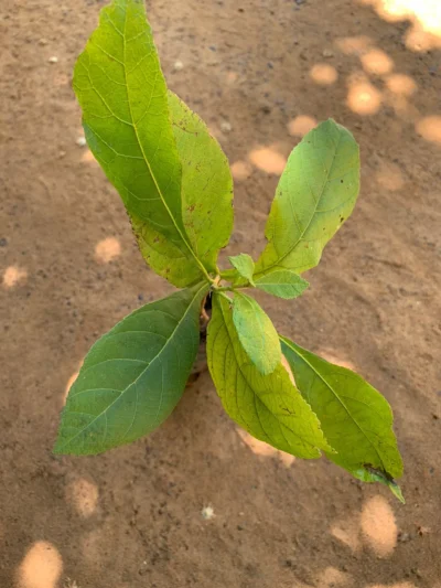 Teak Wood Sapling