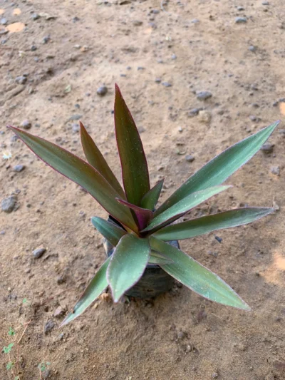 Tradescantia Spathacea