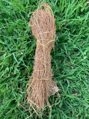 Vetiver Roots