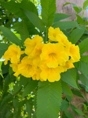 Yellow Elder