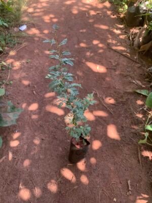 Vanni Maram - Khejri Tree - Prosopis Cineraria - Ghaf - வன்னி மரக்கன்று - Shami Plant