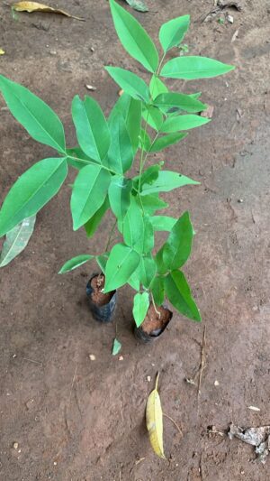 Sarakondrai - Cassia fistula - Golden Shower Tree - Purging Cassia - Indian laburnum - Kani Konna - Pudding-pipe tree -