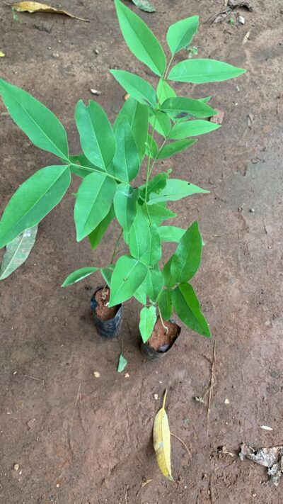 Sarakondrai - Cassia fistula - Golden Shower Tree - Purging Cassia - Indian laburnum - Kani Konna - Pudding-pipe tree -