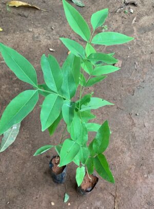 Sarakondrai - Cassia fistula - Golden Shower Tree - Purging Cassia - Indian laburnum - Kani Konna - Pudding-pipe tree -