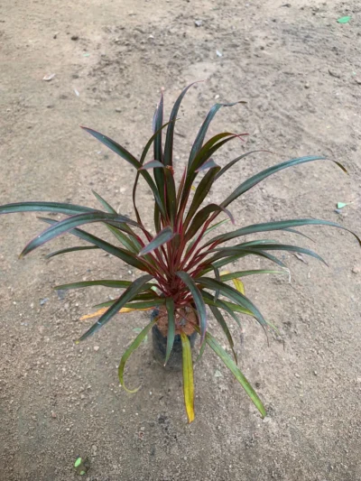 Dracaena Red Dragon