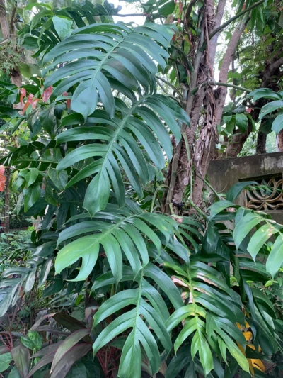 Dragon Tail Monstera Plant